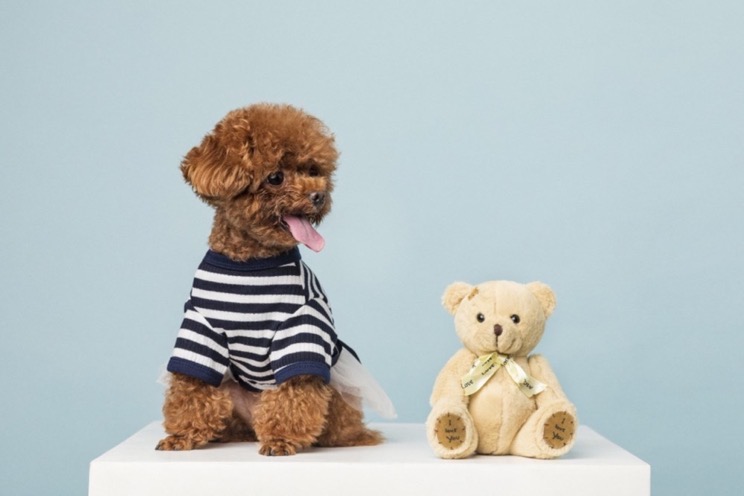 A poodle in a striped shirt beside a teddy bear.
